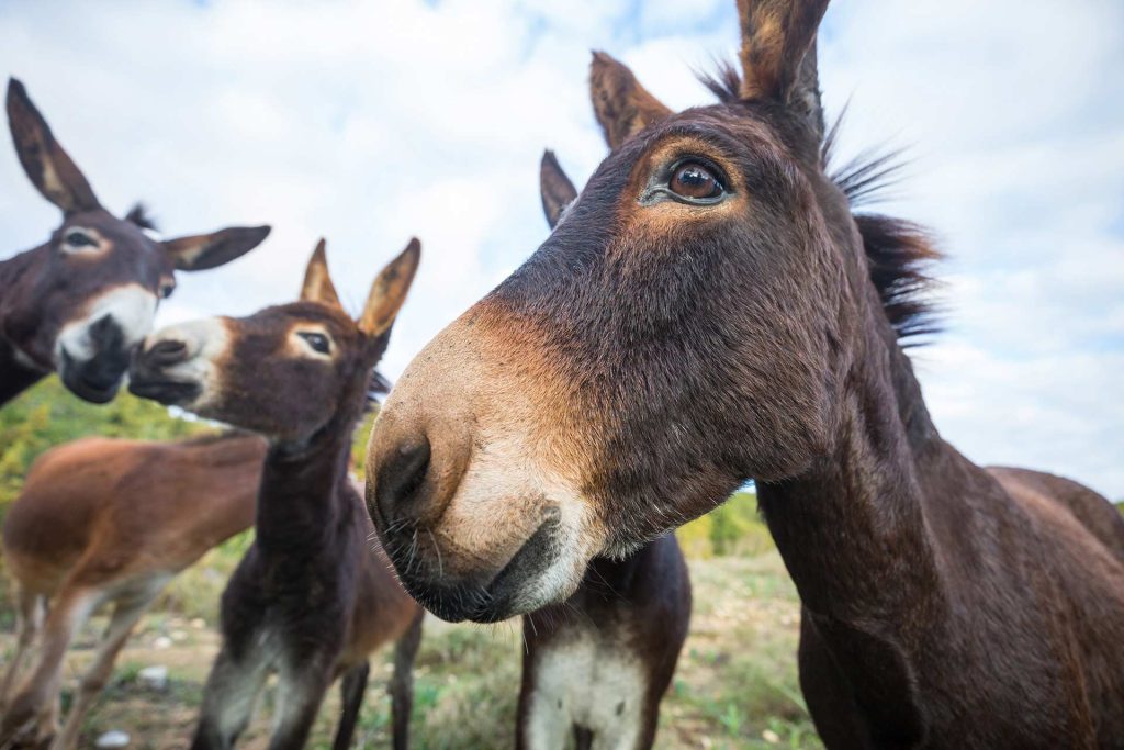 blue donkey hero2 1