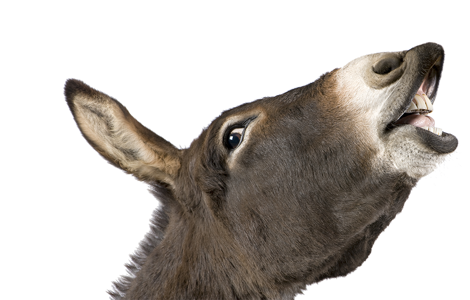 SME Ely Business Awards 2021 - Business Person of the Year 1 donkey 4 years 2021 08 26 18 00 47 utc 1 1